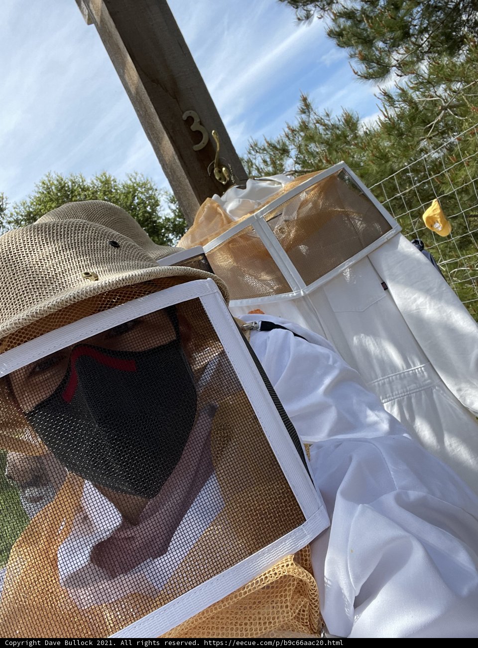 Buzzing with Beekeeping