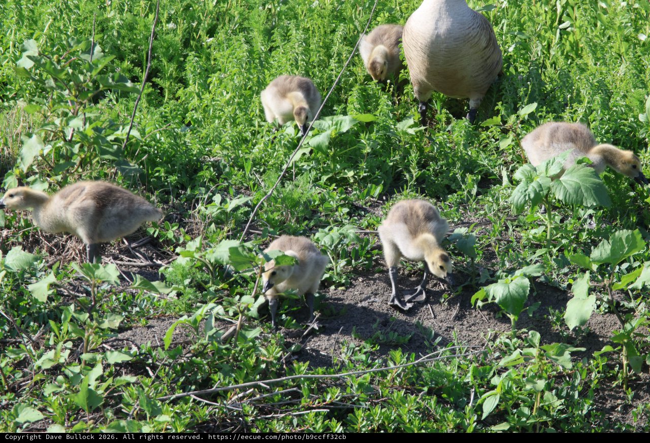 Canada Goose Family Foraging in Green Meadow