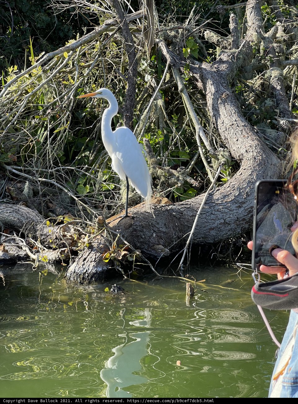 Snapshot of an Egret on a Tree Branch