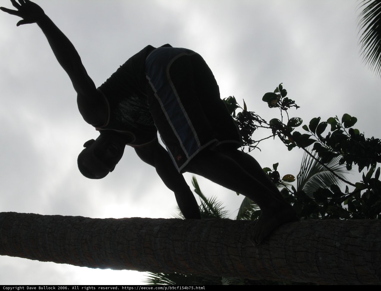 Silhouette of a Man Climbing a Palm Tree