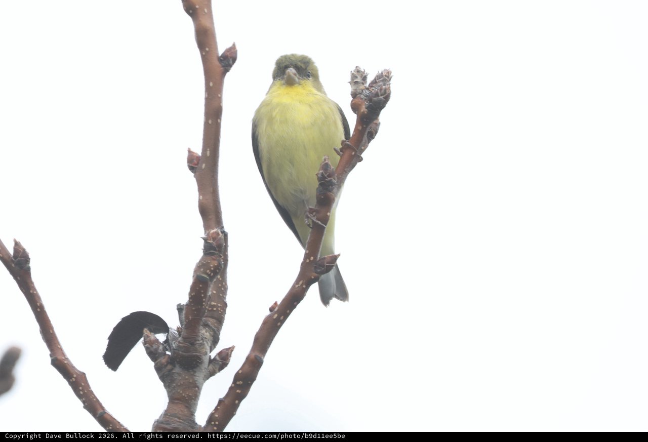 American Goldfinch Perched on Bare Winter Branch