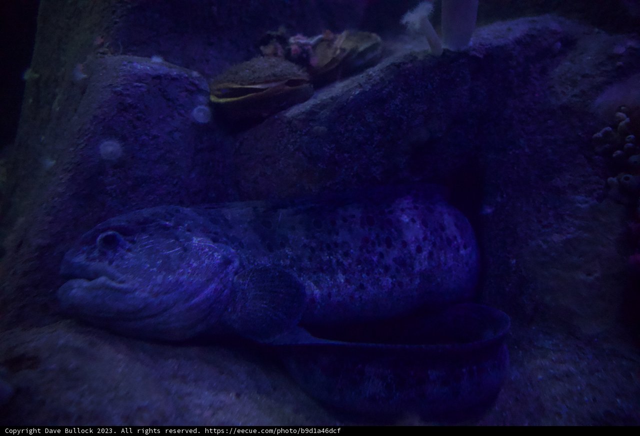Majestic Marine Life at Monterey Bay Aquarium