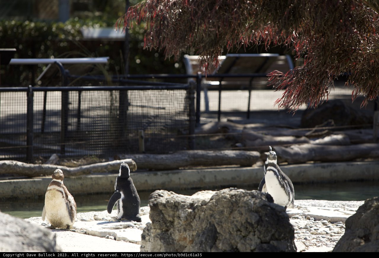 Assembly of Penguins at the SF Zoo