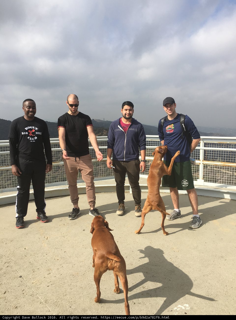 A Day Out with the Pooches