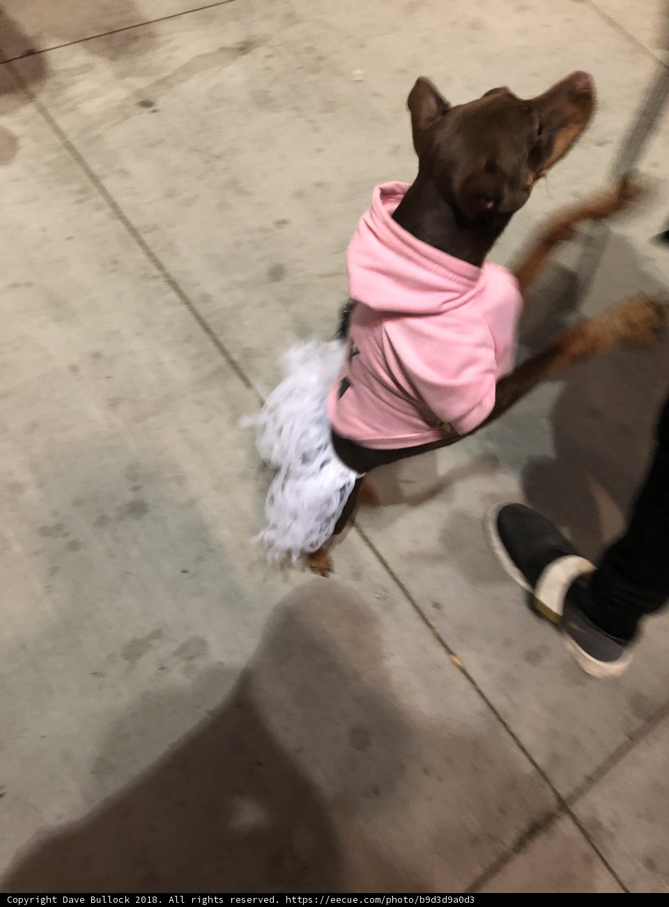 Pup Fashionista