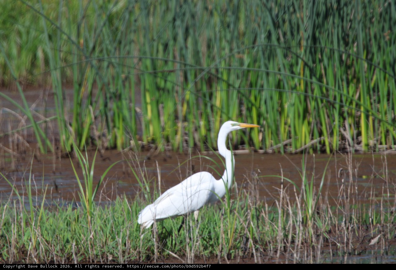 Great Egret Hunting in Flooded Rice Field