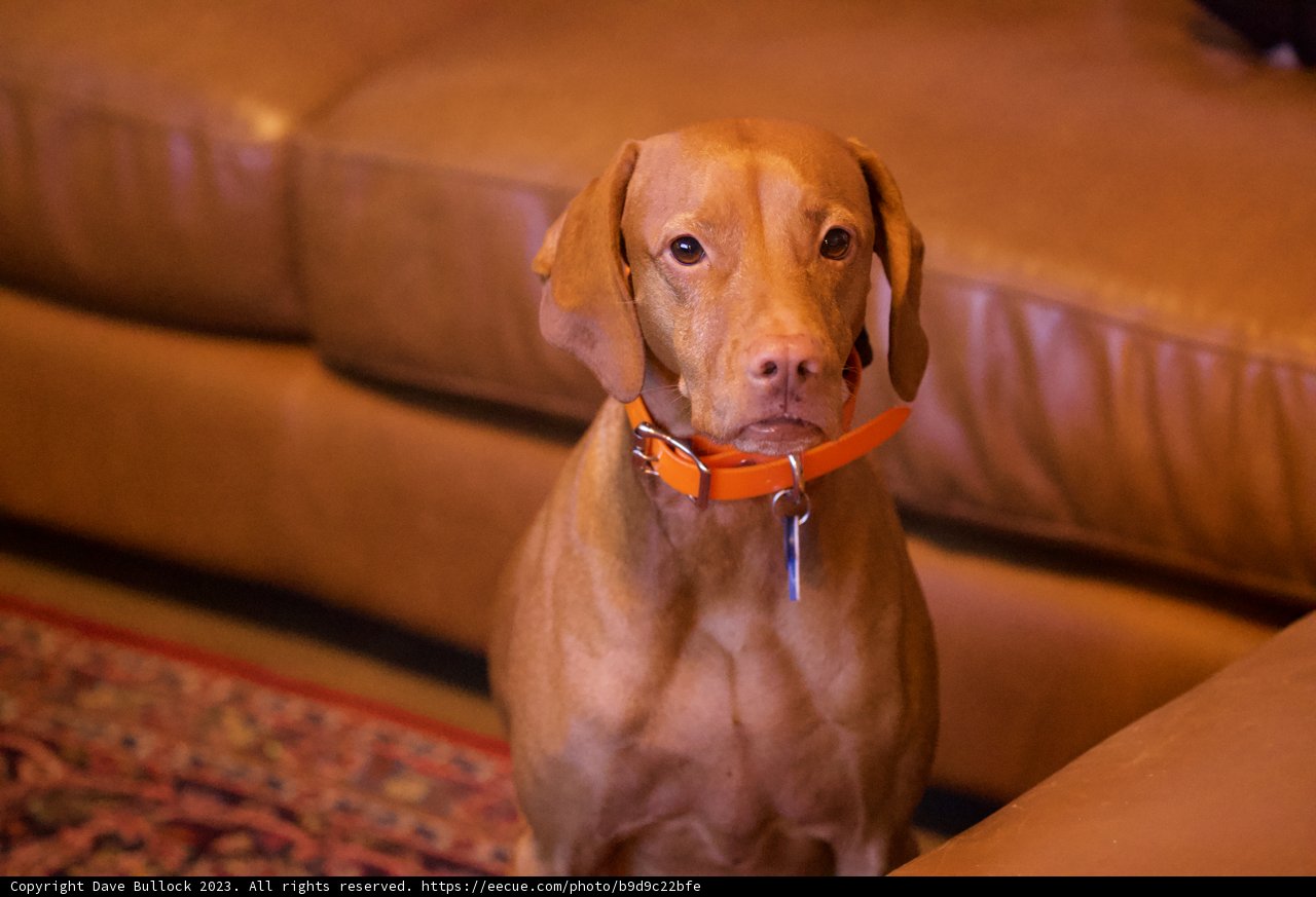 The Cozy Vizsla: A Picture Perfect Moment