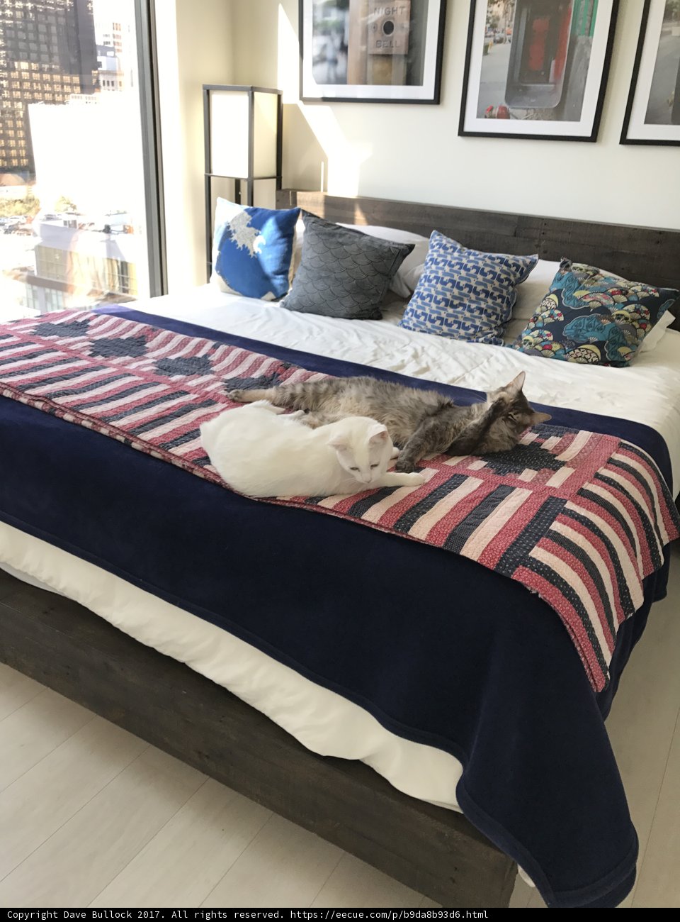 Feline Serenity