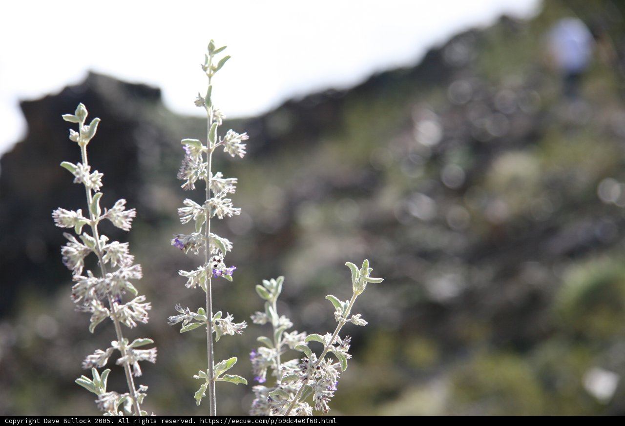 White Snapdragon Blooms amongst the Rocks
