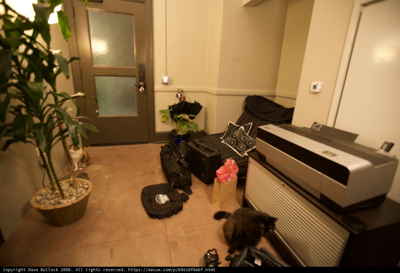 Feline Office Assistant