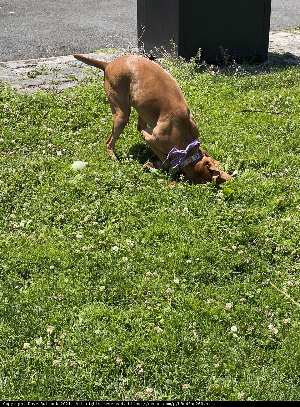 Digging Vizsla