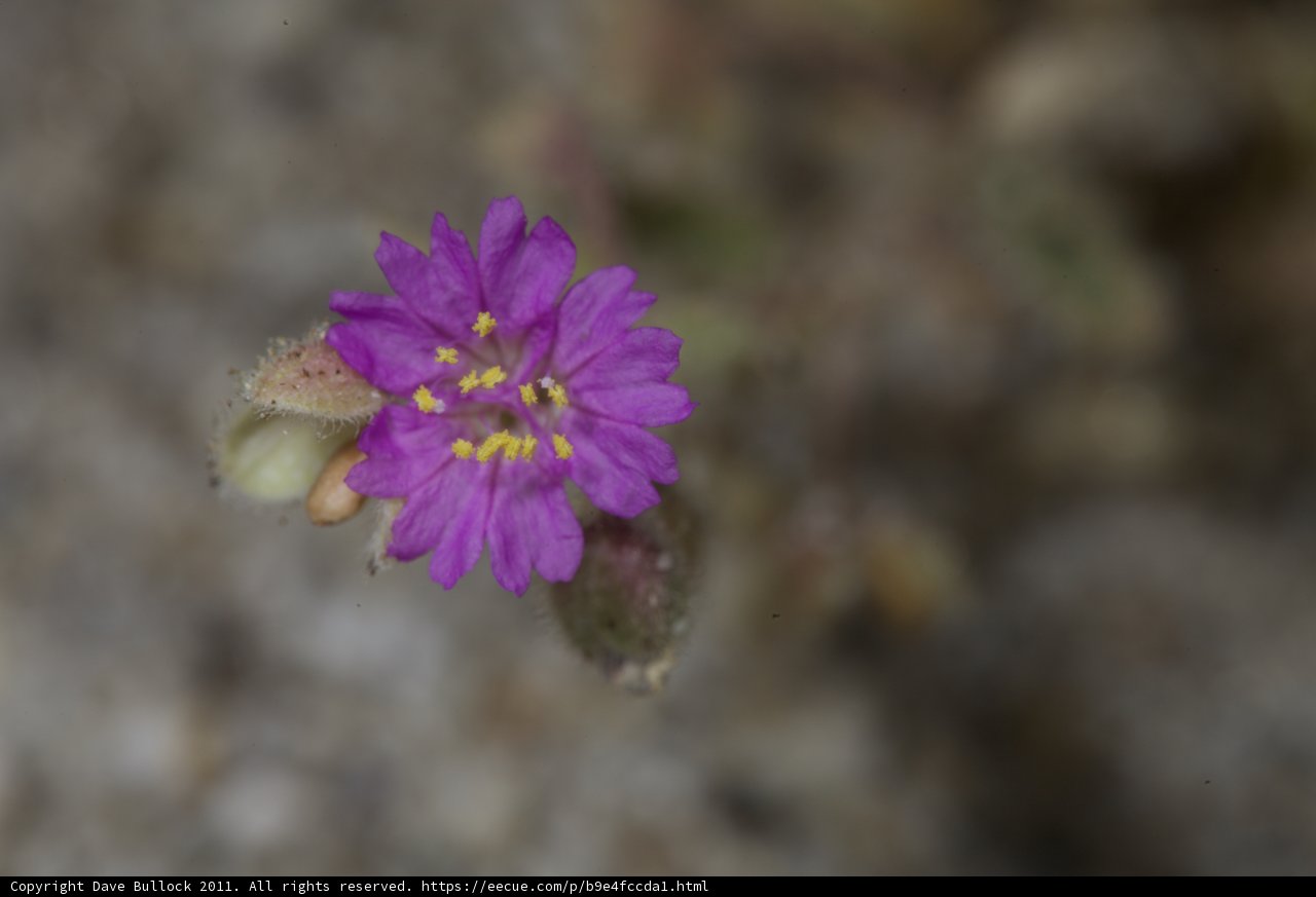 Purple Geranium in Bloom