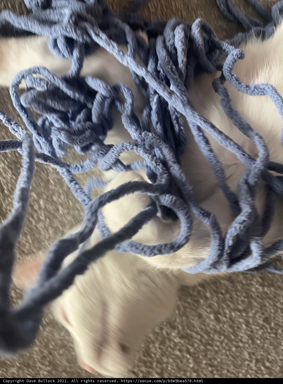 Cozying Up with Blue Yarn