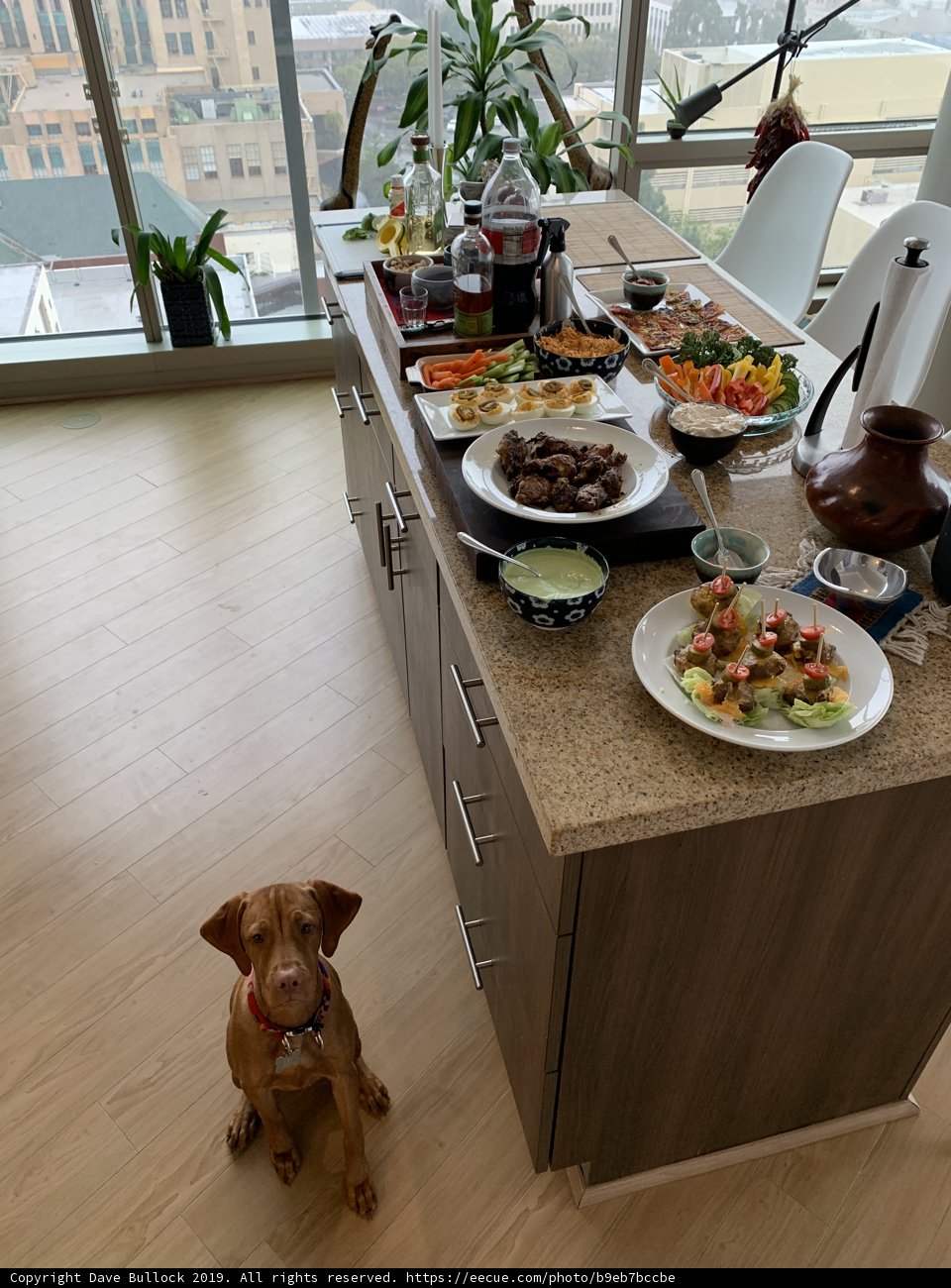 Hungry Pup Eyeing Brunch