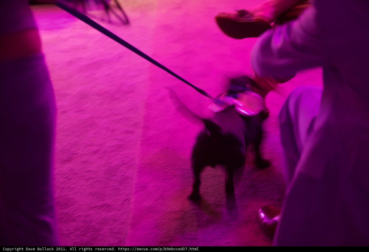 Pupper on a Purple Stroll