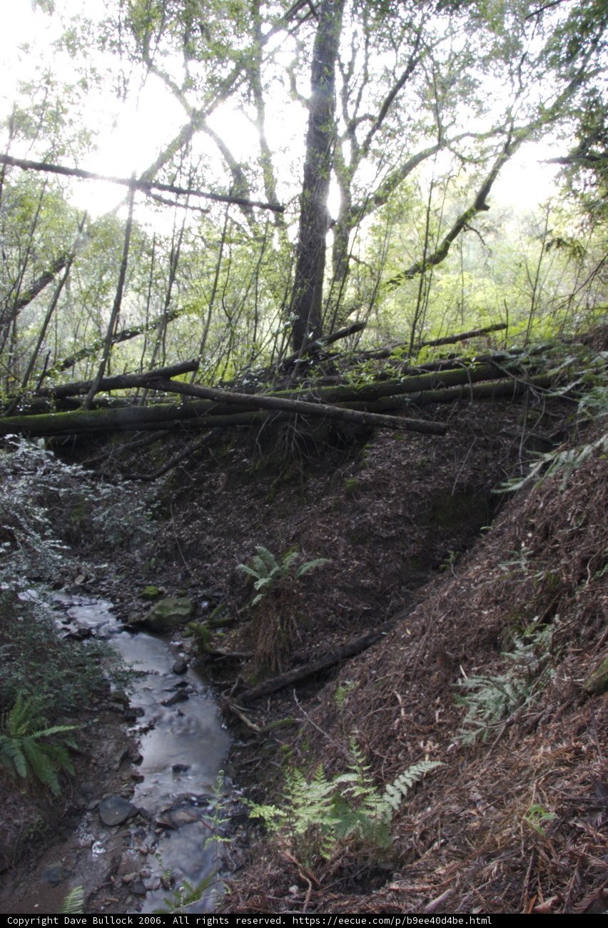 A Tranquil Creek in the Heart of the Forest