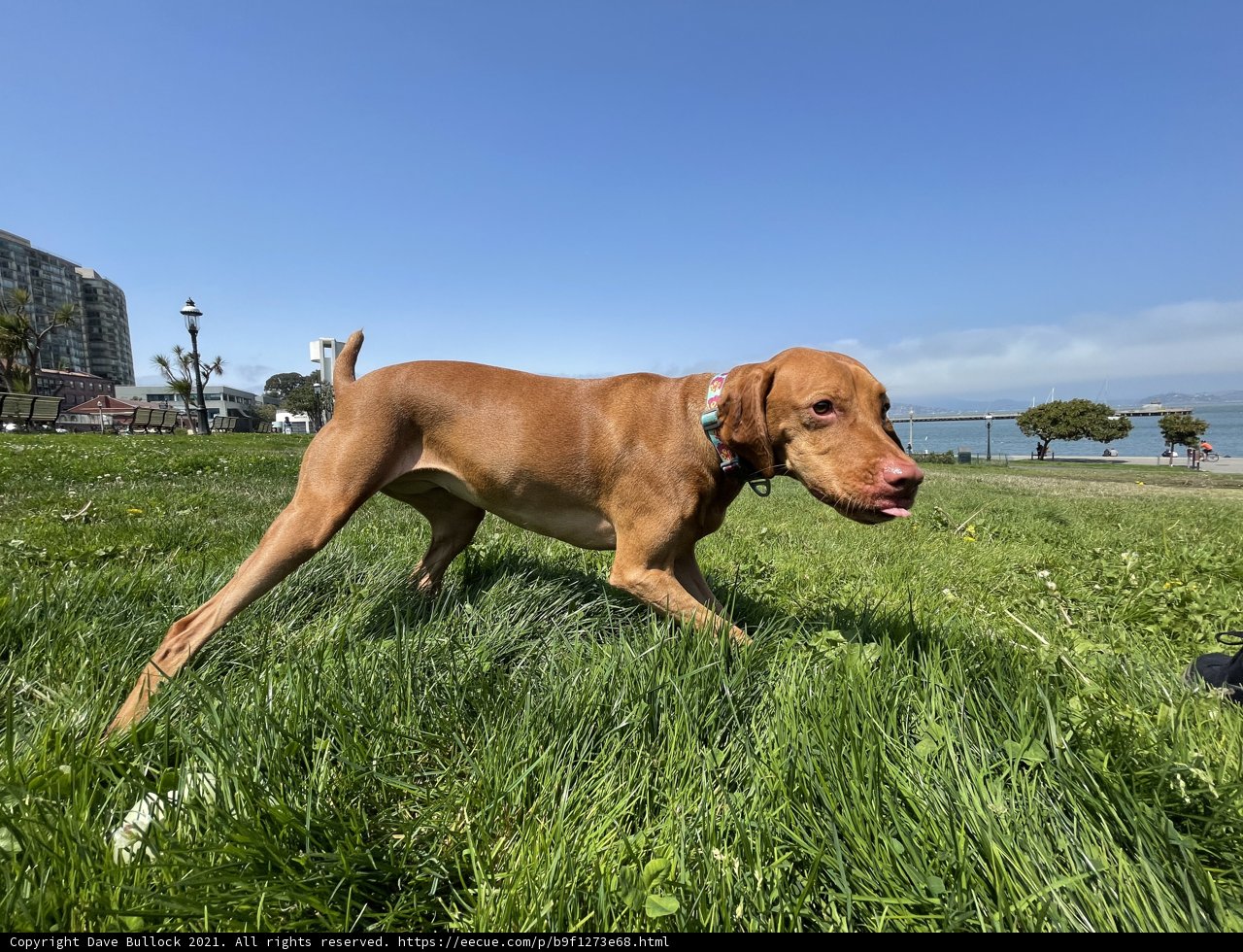 A Canine's Adventure in San Francisco
