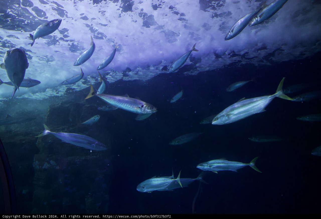 Underwater Symphony at Aquarium of the Bay, 2024