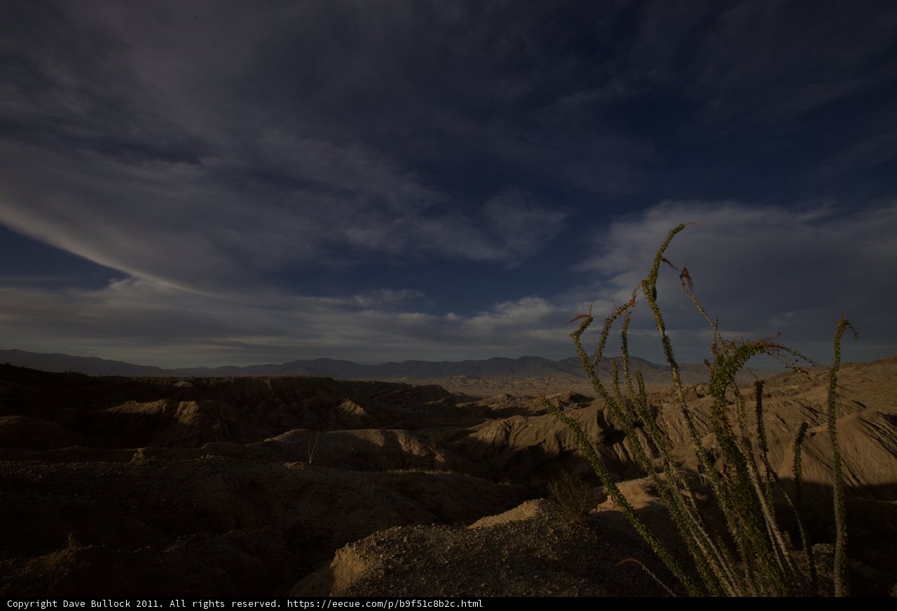Desert Plant in Anza Borrego