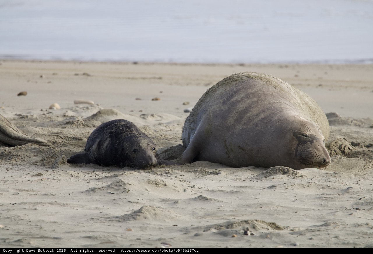 Northern Elephant Seal Mother and Newborn Pup Resting