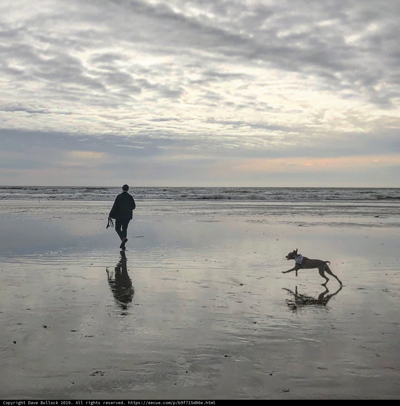 Sunset Stroll with Man's Best Friend