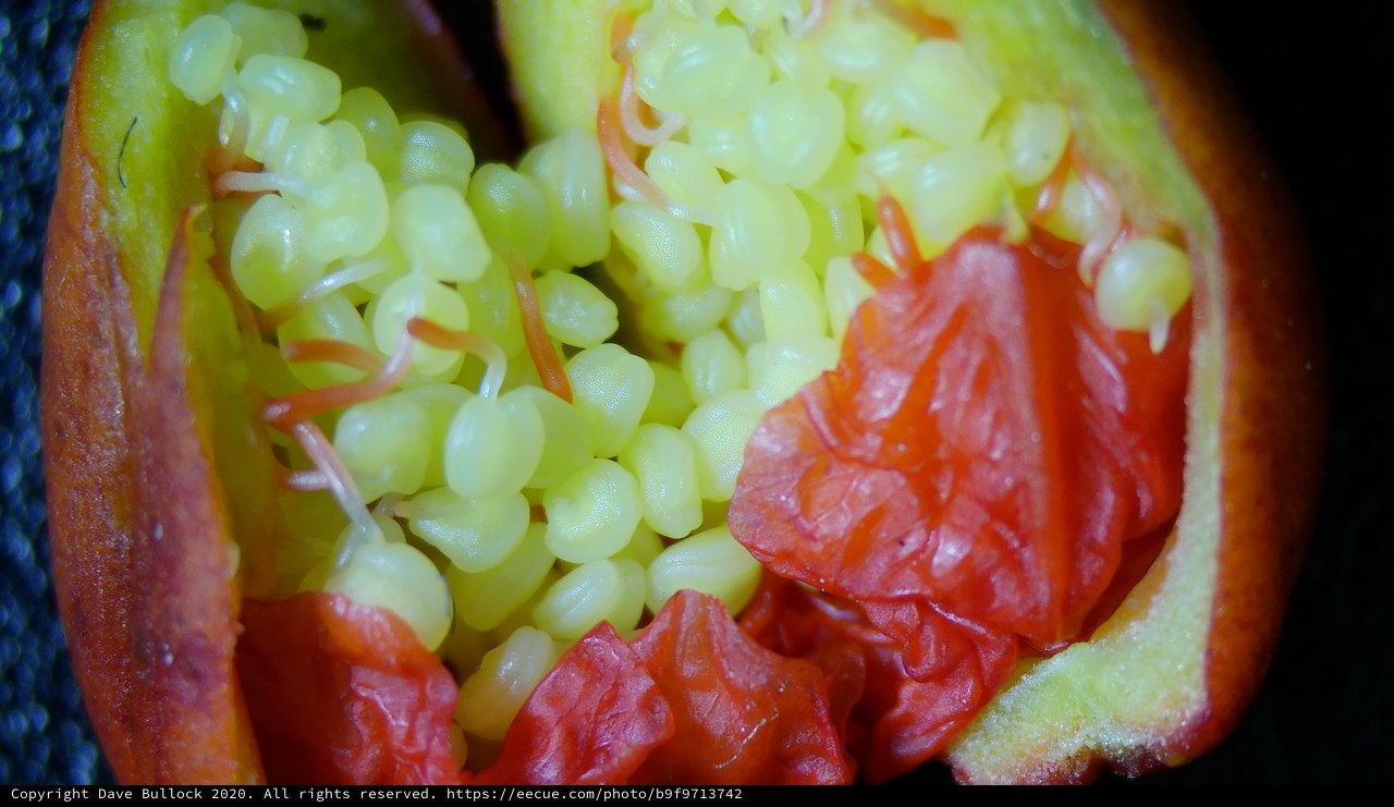 Unripe Pomegranate Seeds in Stunning Macro Detail