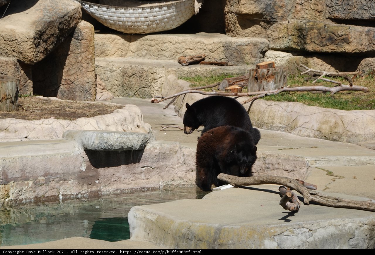 Bear on a Branch near a Pool