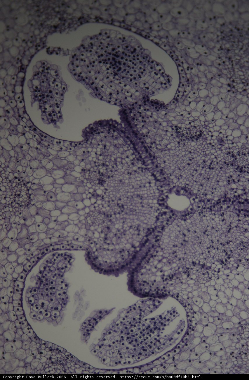 Unidentified Cell With Mysterious Spot