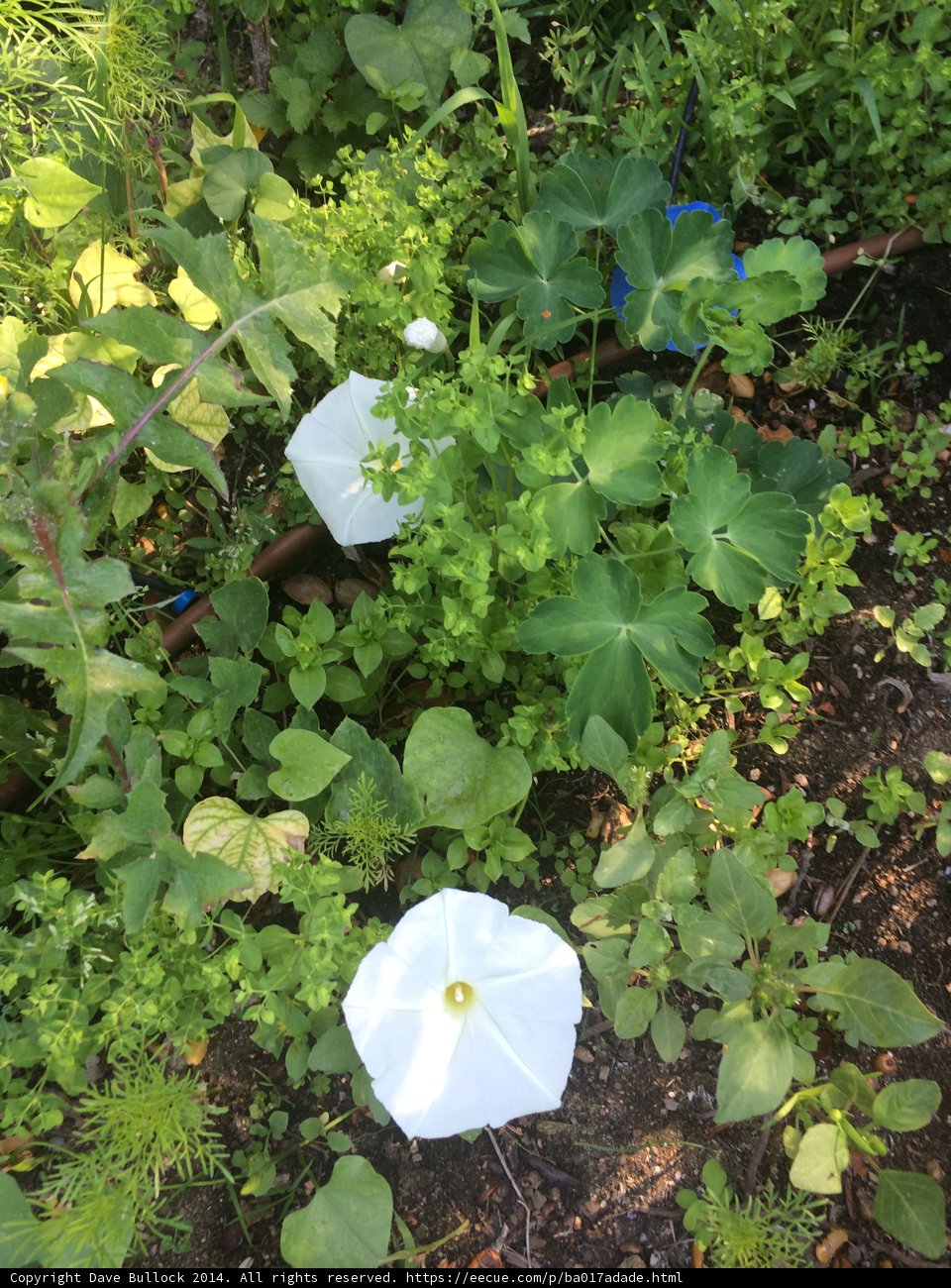 White Flowers Abound in Altadena Garden