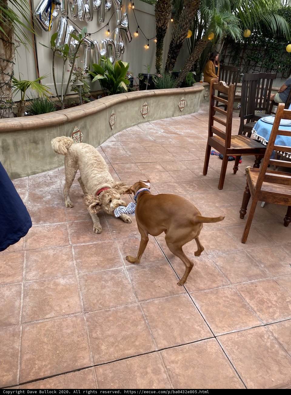 Dog Fight in the Patio