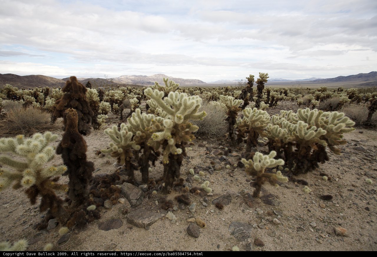 A Scenic View of the Cactus Garden