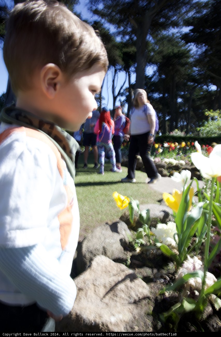 The Florid Innocence: A Young Boy's Exploration of Nature