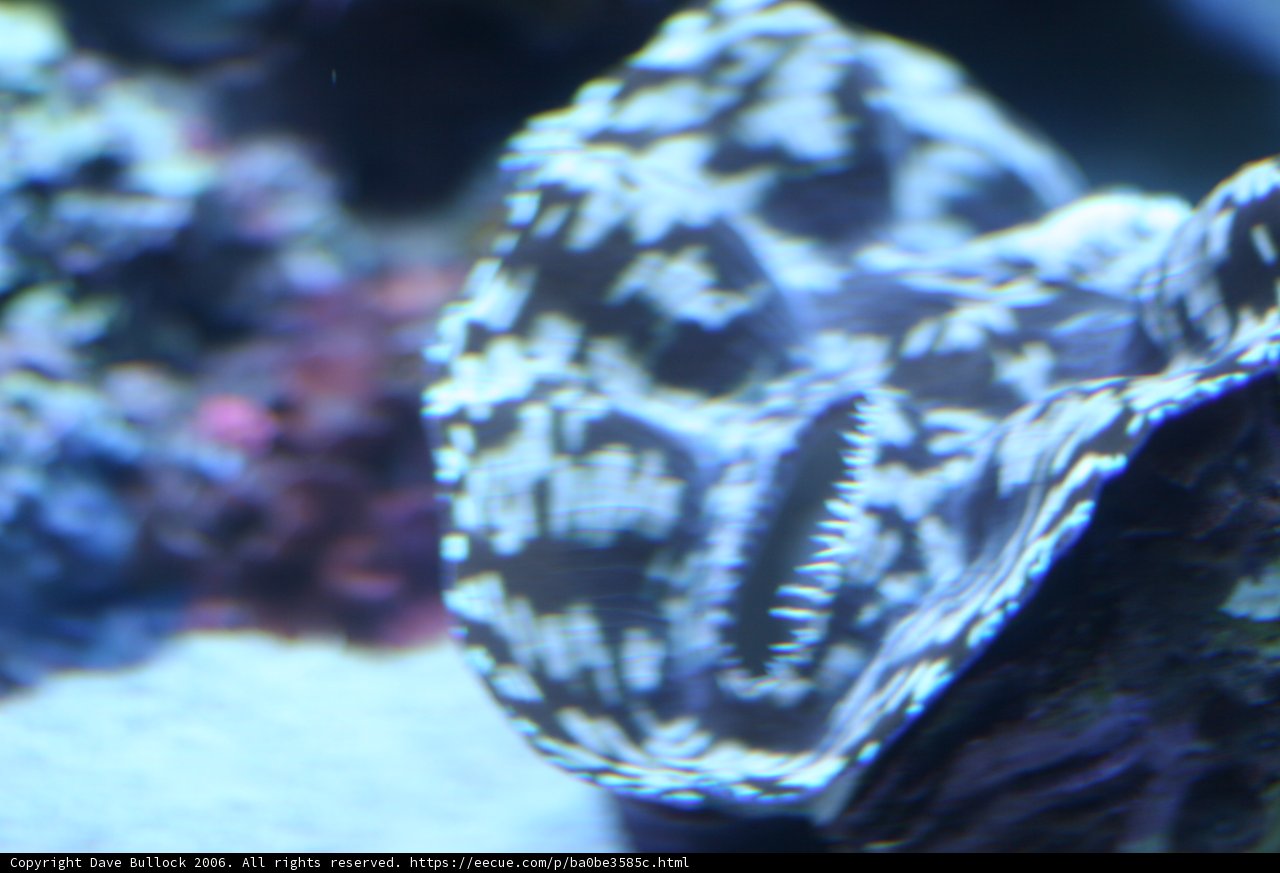 Black and White Clam with a Long Tail in the Coral Reef