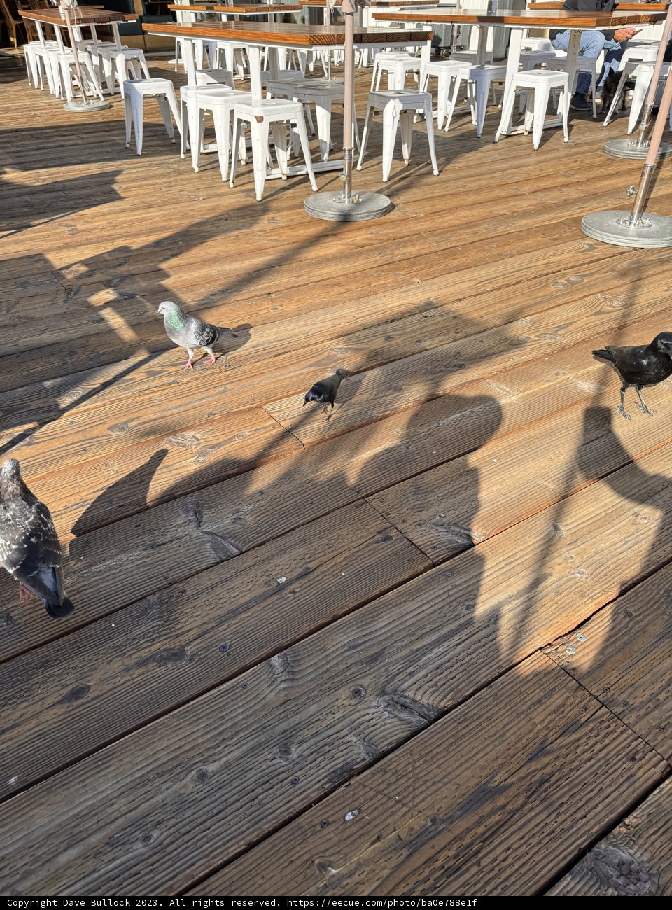 Feathered Friends on the Deck