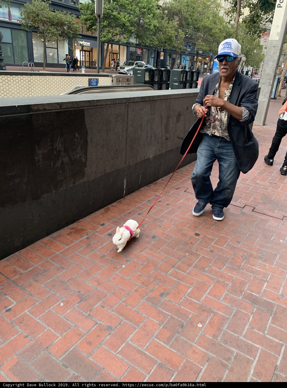 A Stroll with Furry Friend