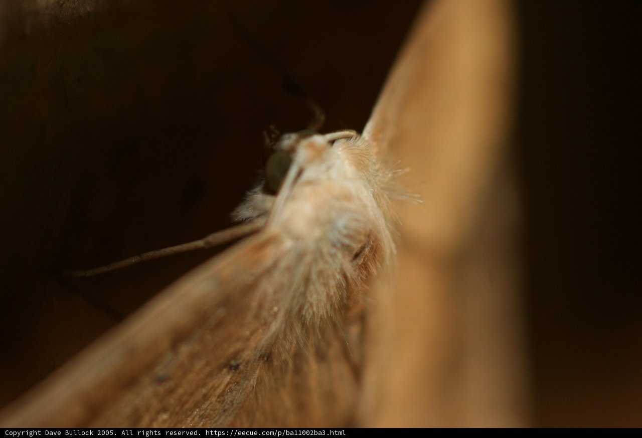 Elegant Moth Pose