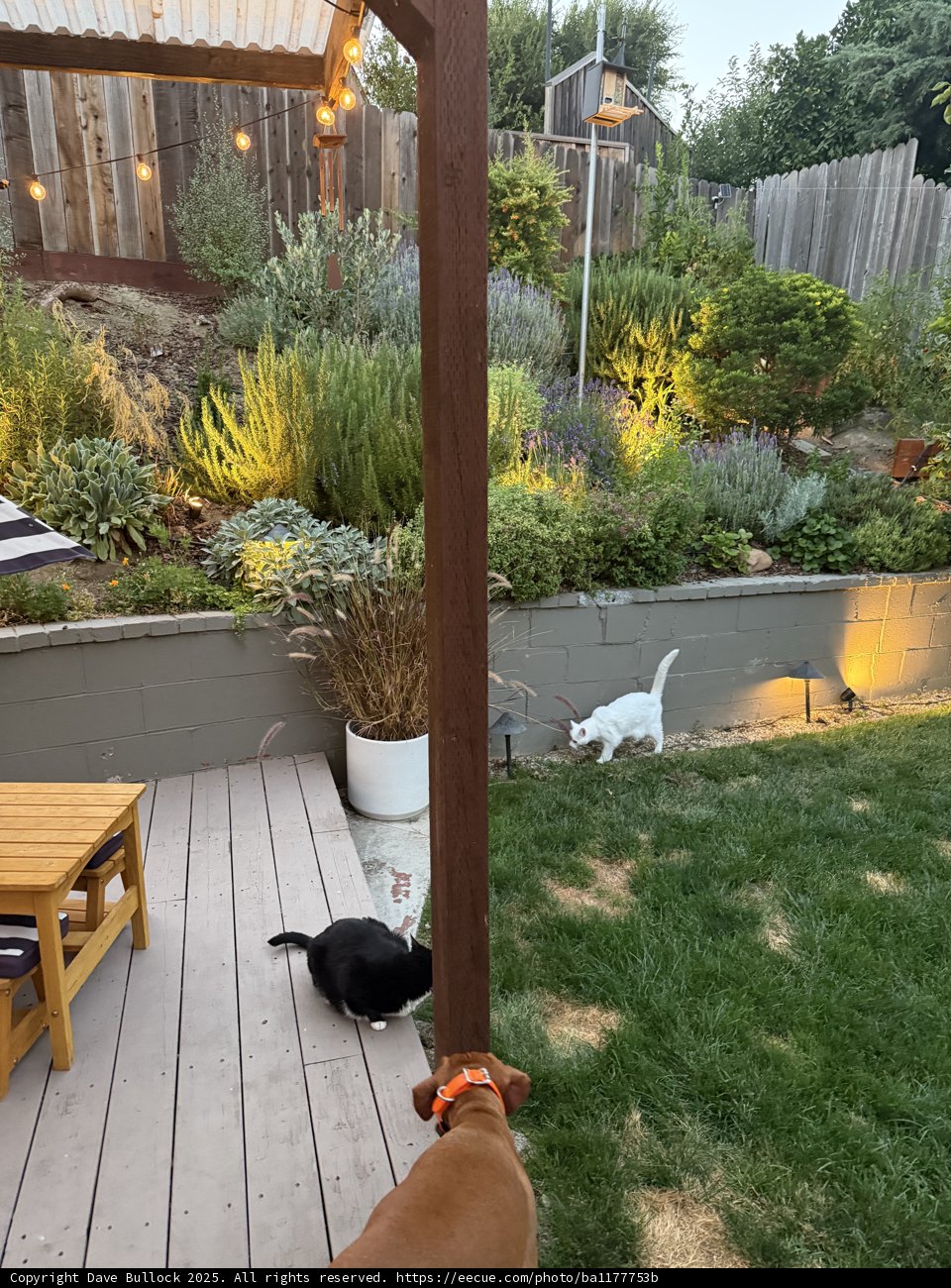Evening Harmony in the Backyard