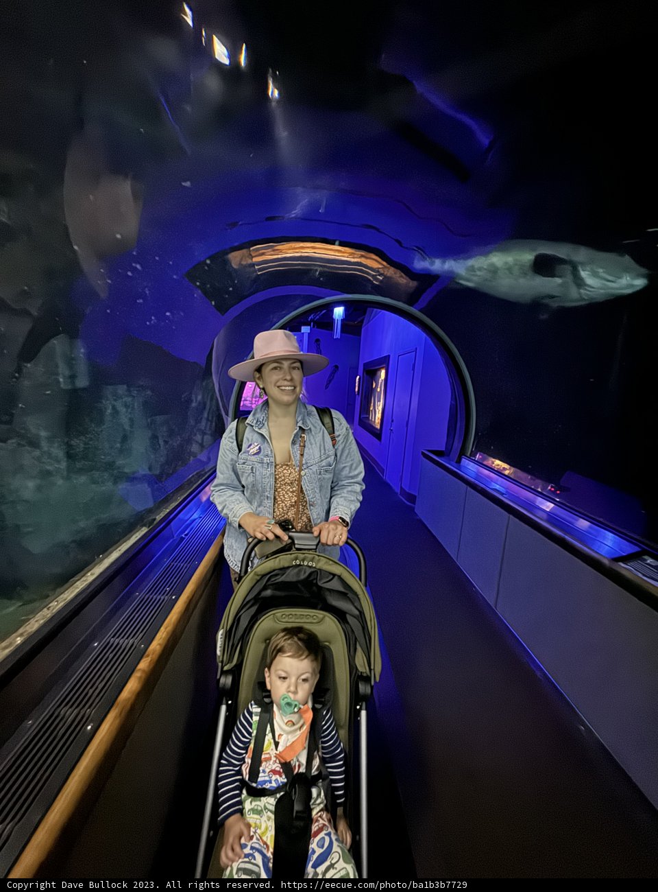 Underwater Journey at the Aquarium of the Bay