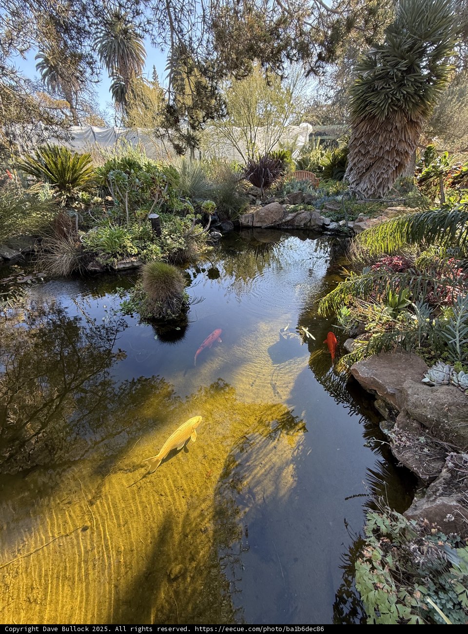 Serenity at the Pond