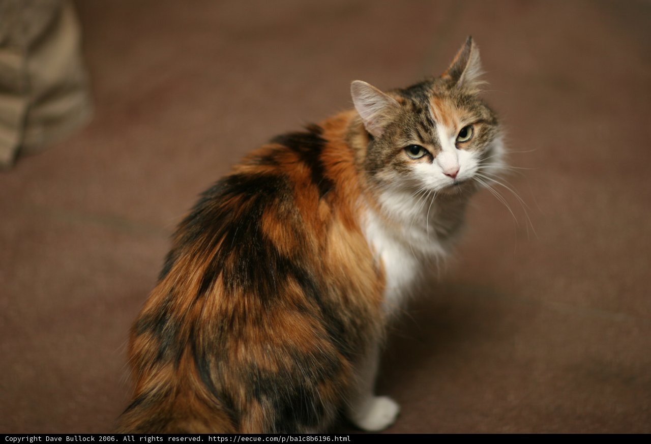 Manx Calico Cat