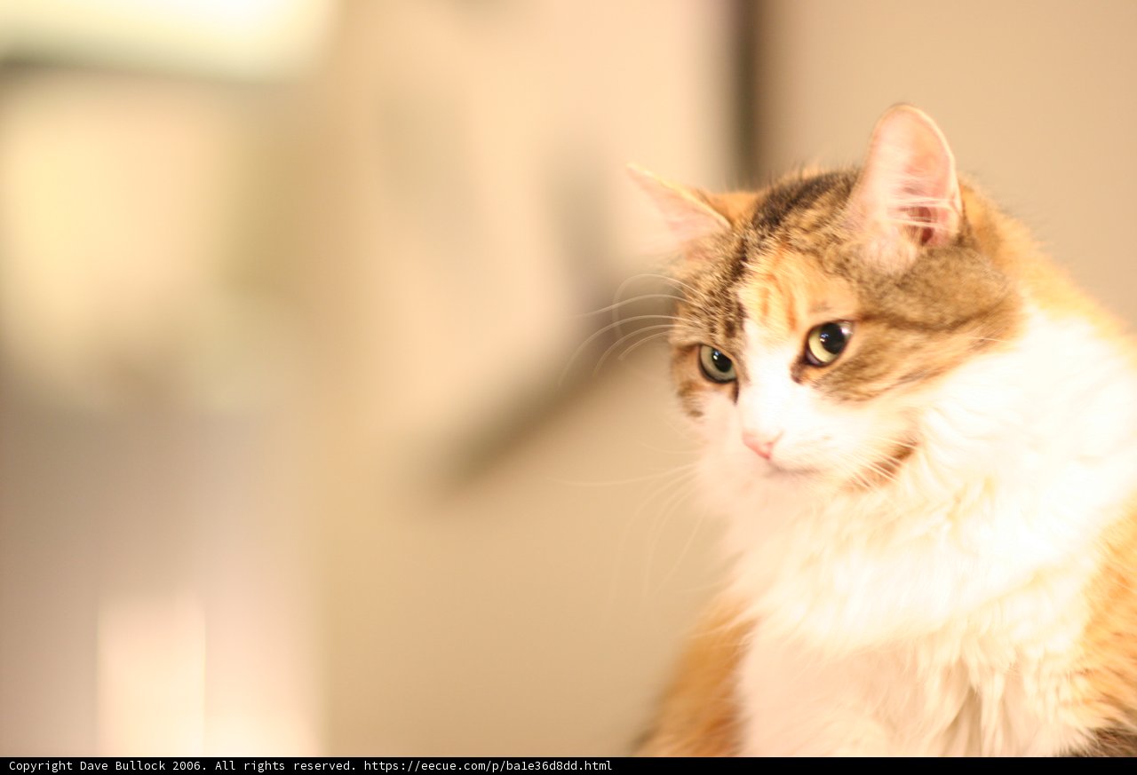 Feline Royalty