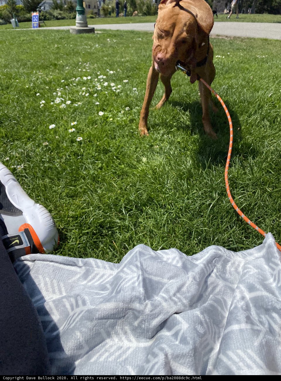 Canine Companions in the Park