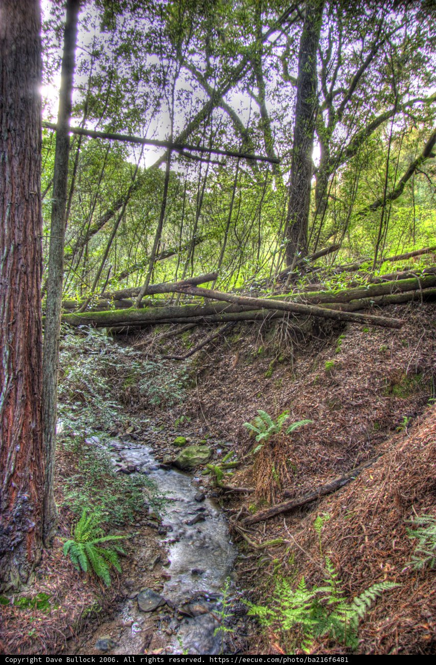 Serene Creek in the Heart of the Forest