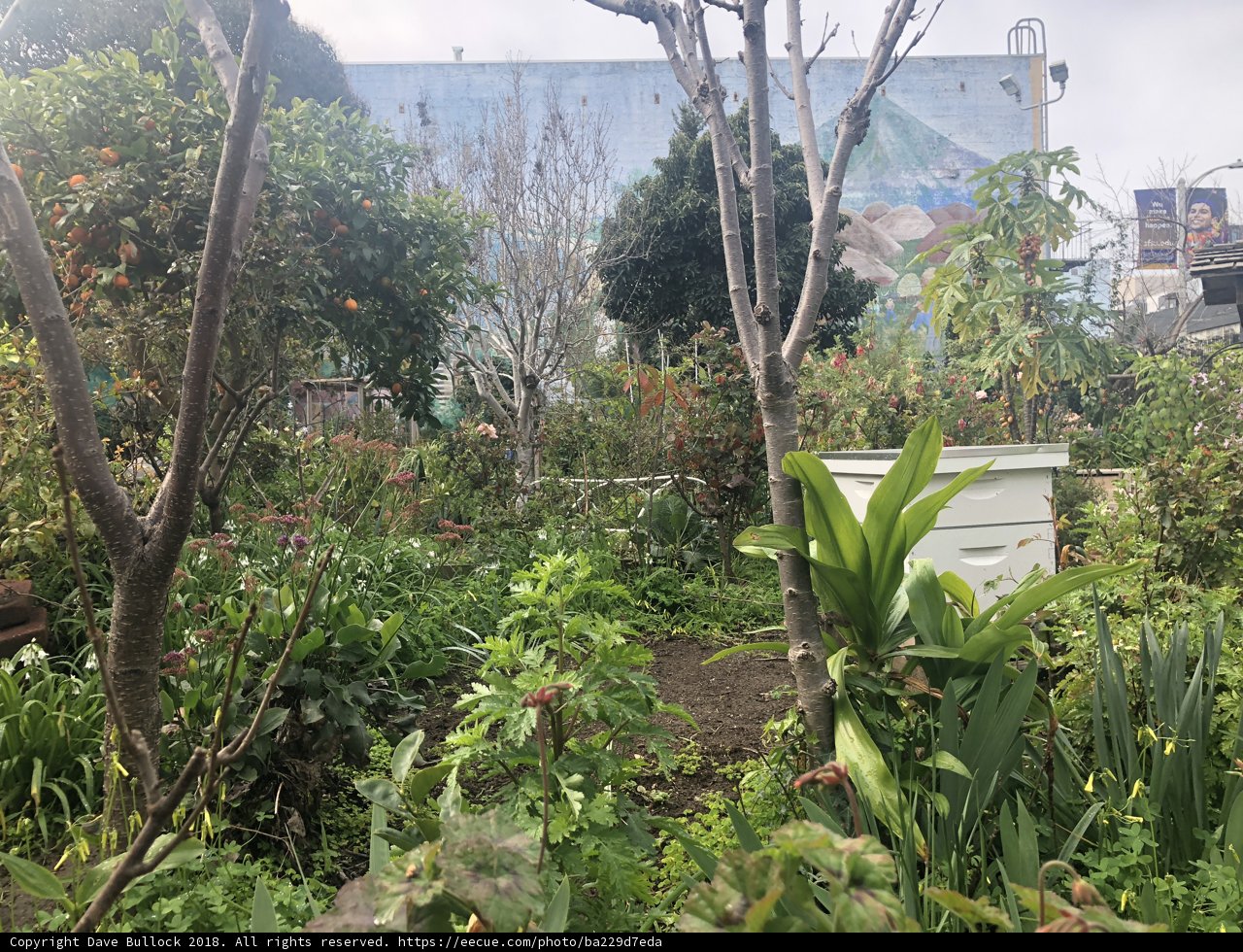 Lush Garden Oasis