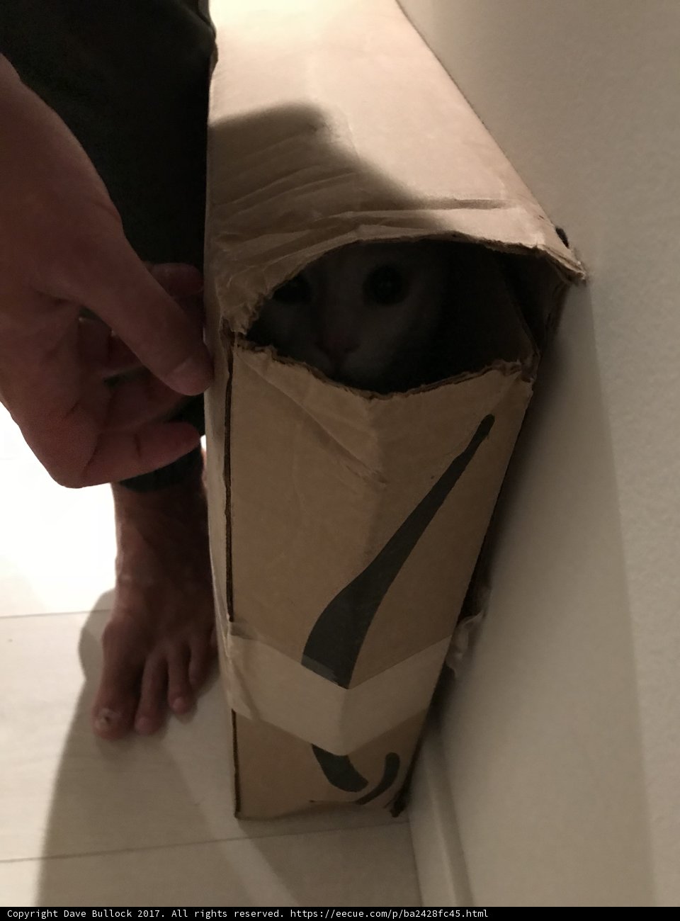 Feline Delivery Surprise