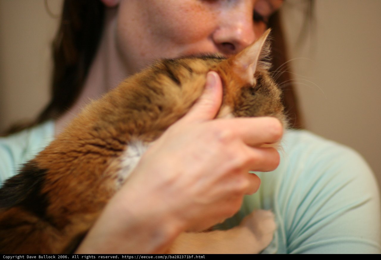 Feline Love