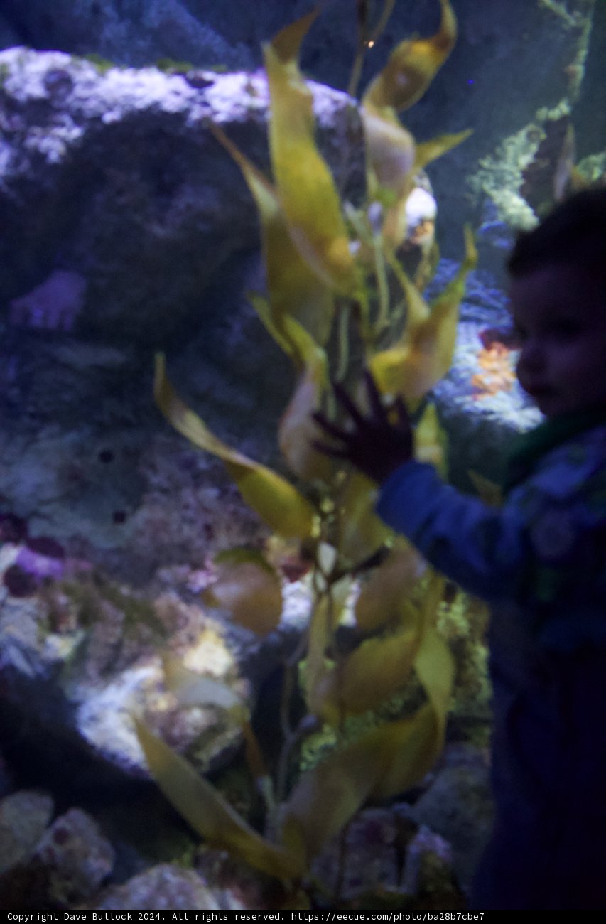 A Child's Curiosity at the Blue Depths
