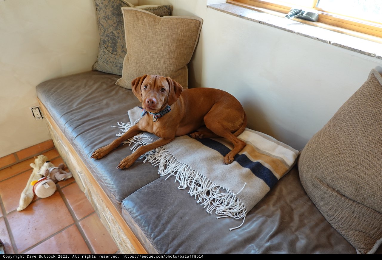 Comfortable Dog Relaxing on Living Room Daybed