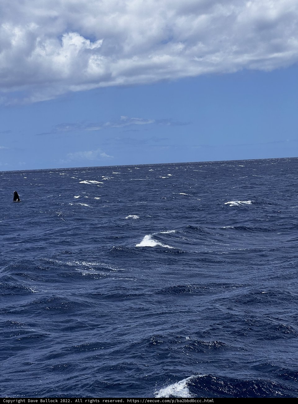 Sailing through the Pacific