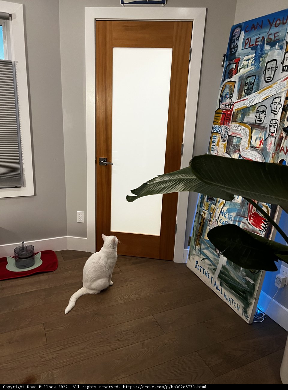 White Feline by a Wooden Door